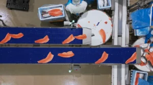Salmon fillets on two blue conveyor belts in a production facility, with a rotary table and an employee at work.