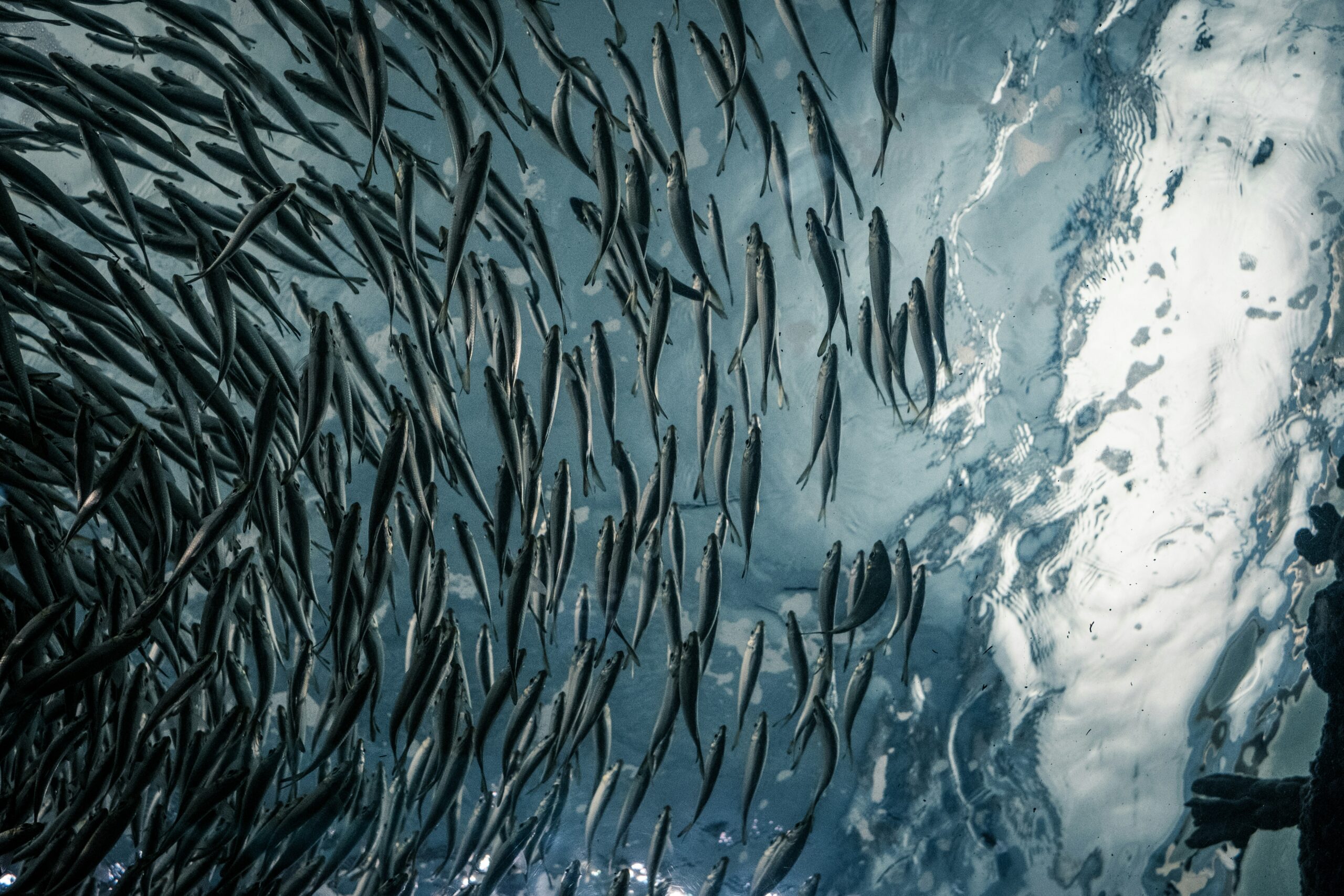 Stor stim av småfisk fotografert under vann, sett nedenfra mot lysreflekser i vannoverflaten.