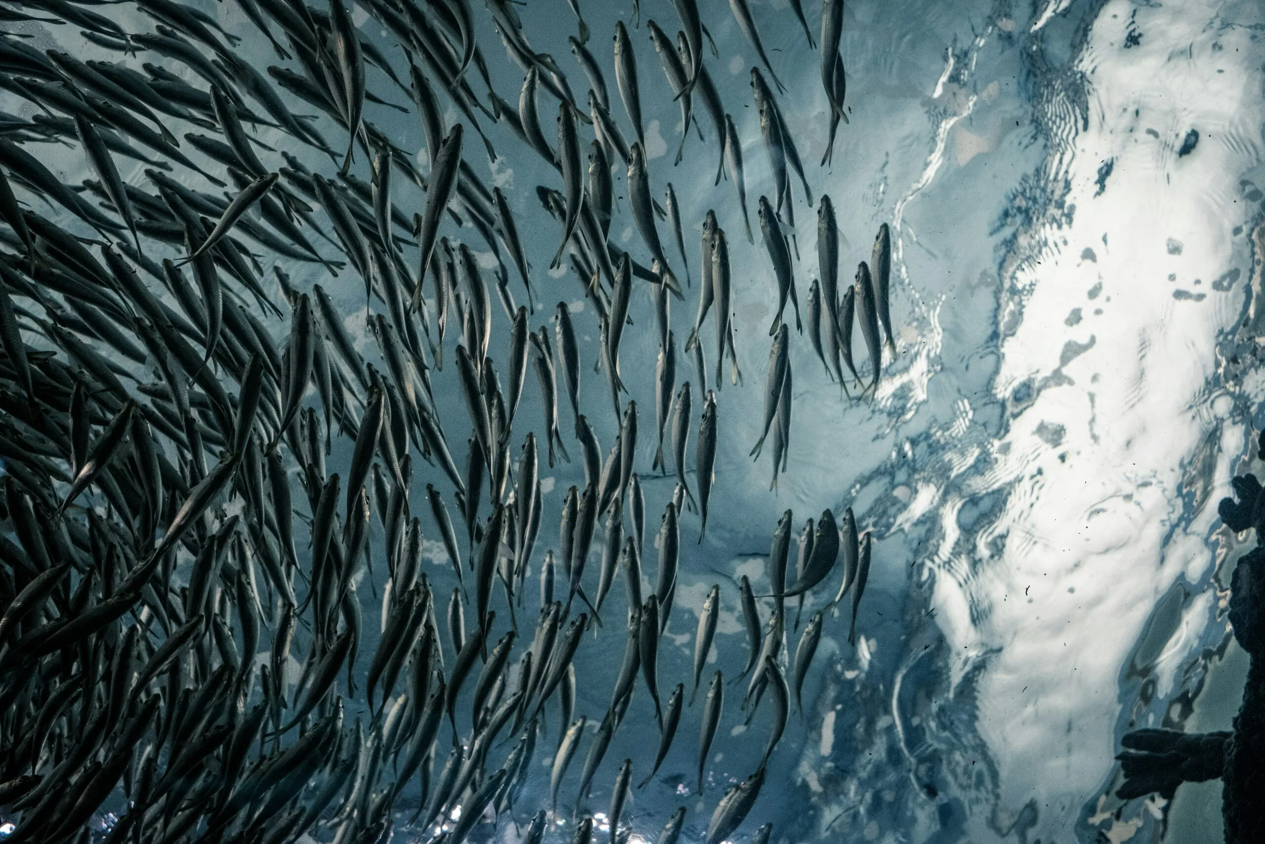 Large school of small fish photographed underwater, seen from below against the light on the surface.