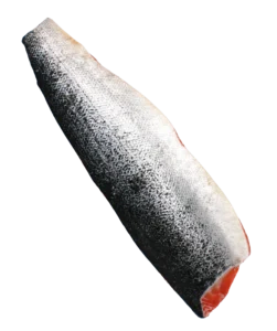 Skin side of a D-trim salmon fillet with scales on