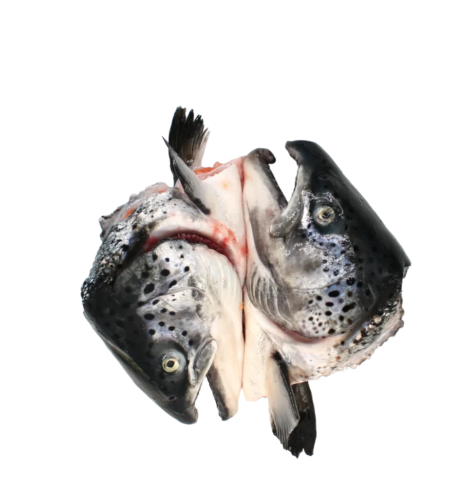 Atlantic salmon heads